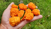 BOC x Reaper Orange - Pepper Seeds - White Hot Peppers